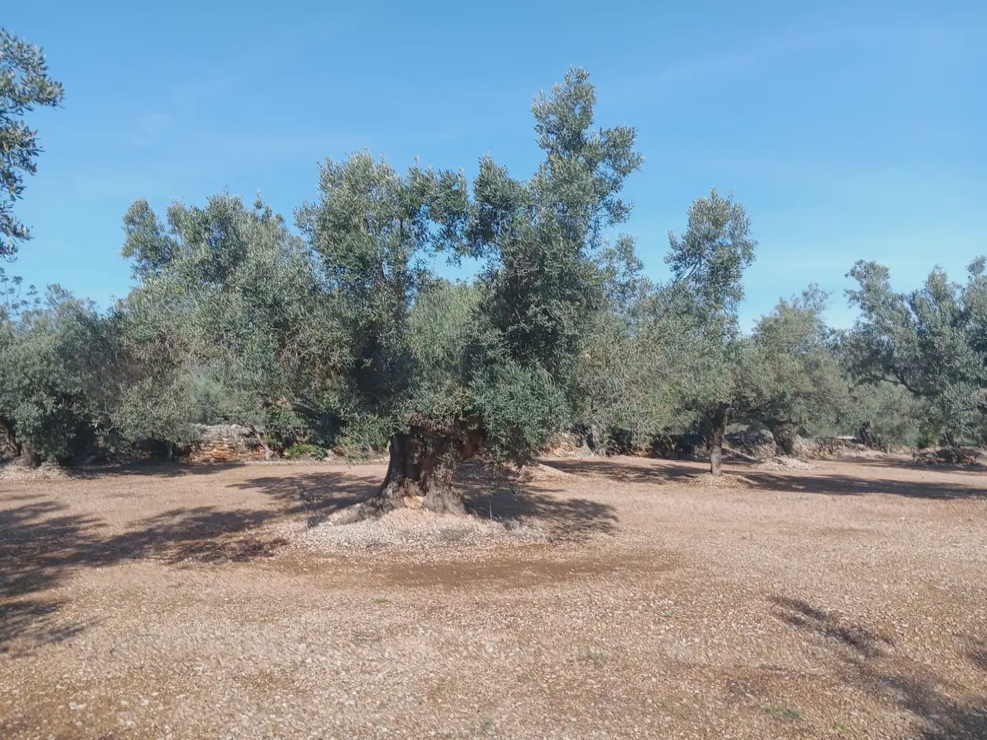 Terrain à Bâtir à vendre à Roquetes - 75 000 € (Ref: 10024530)