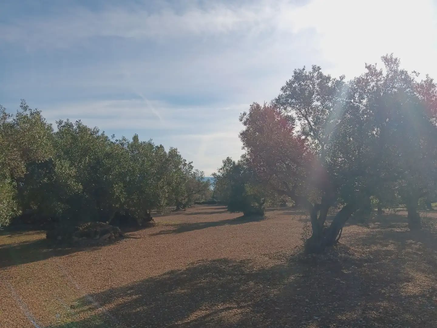 Terrain à Bâtir à vendre à Roquetes - 75 000 € (Ref: 10024530)