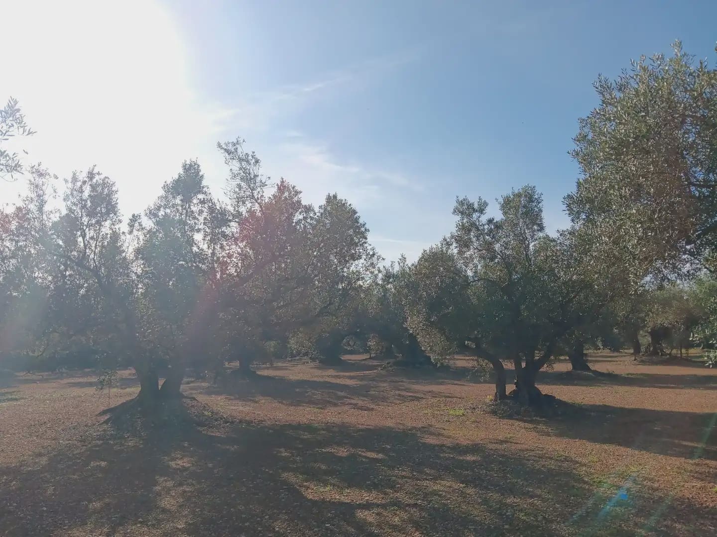 Terrain à Bâtir à vendre à Roquetes - 75 000 € (Ref: 10024530)