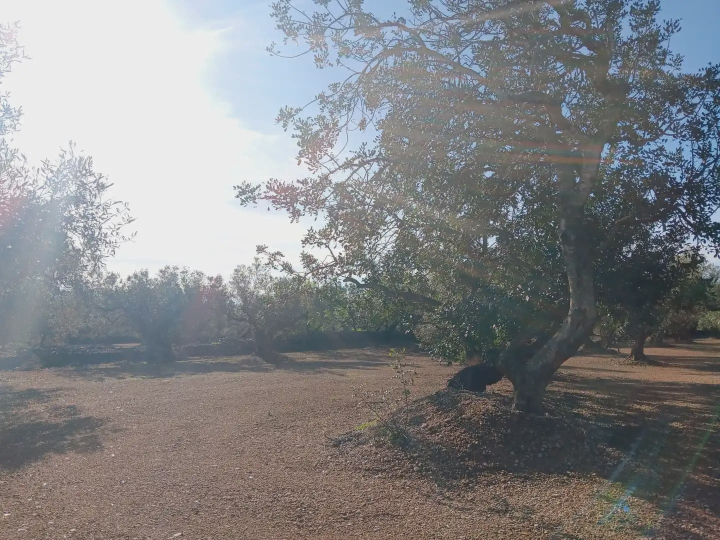 Terrain à Bâtir à vendre à Roquetes - 75 000 € (Ref: 10024530)