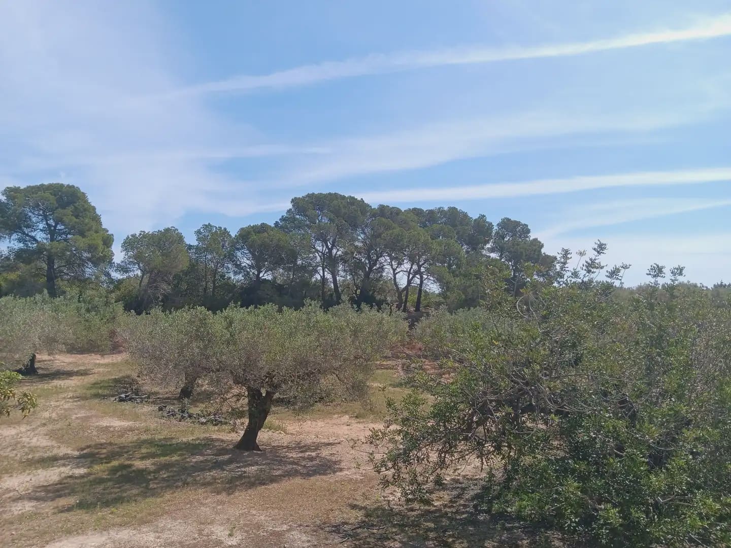 Building Plot for sale in Camarles - € 44,000 (Ref: 10024533)