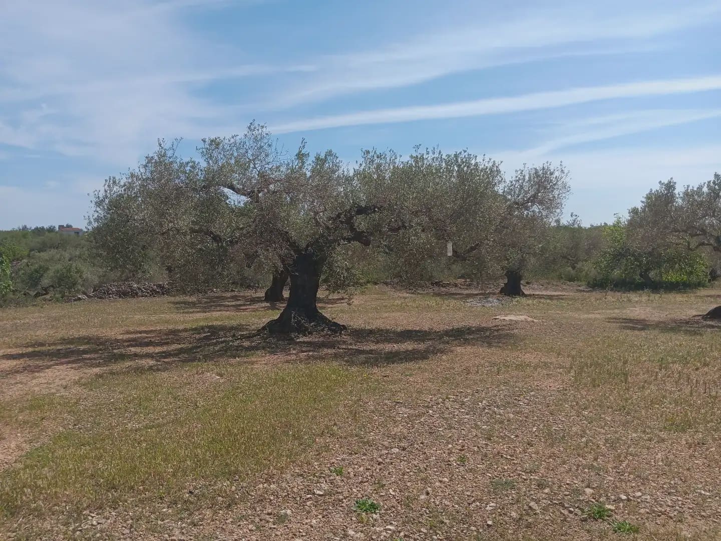 Building Plot for sale in Camarles - € 44,000 (Ref: 10024533)