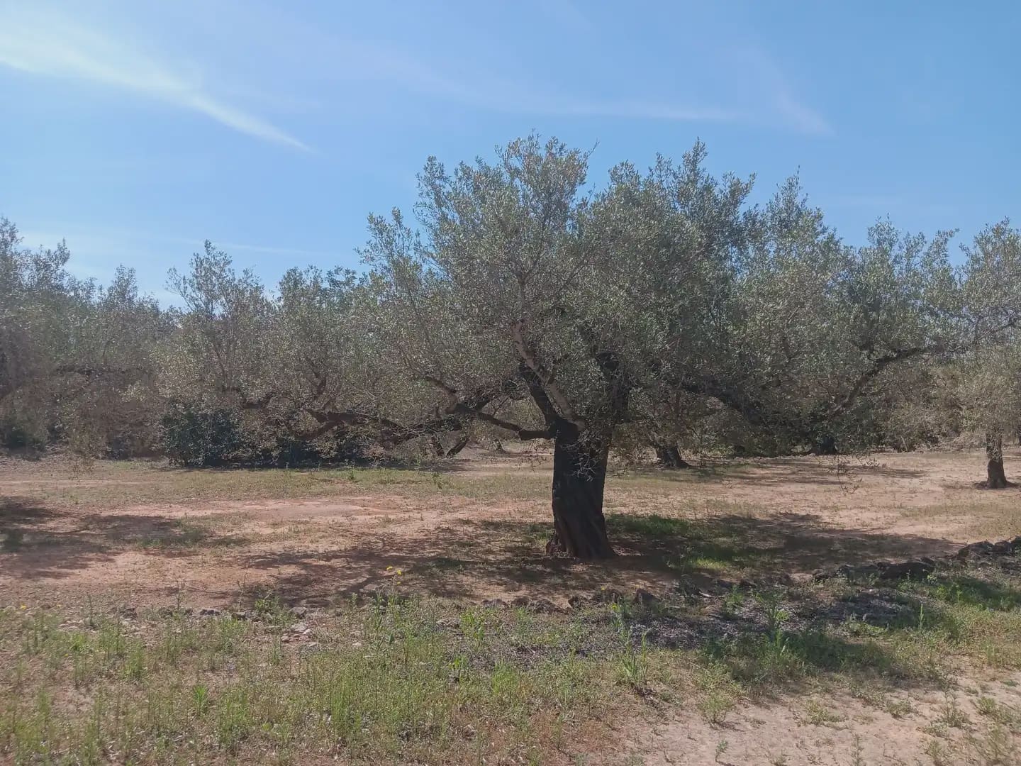 Building Plot for sale in Camarles - € 44,000 (Ref: 10024533)