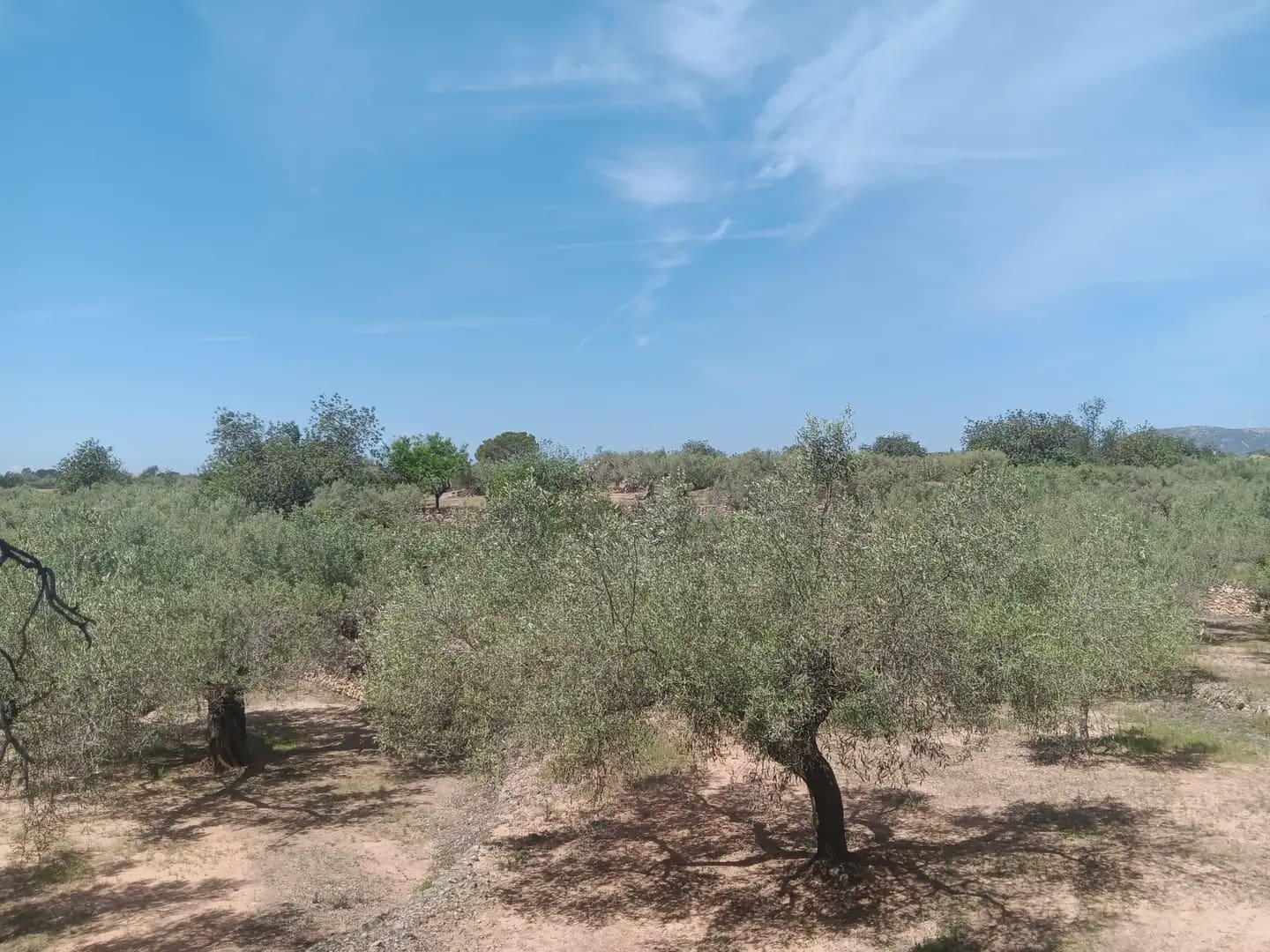 Building Plot for sale in Camarles - € 44,000 (Ref: 10024533)
