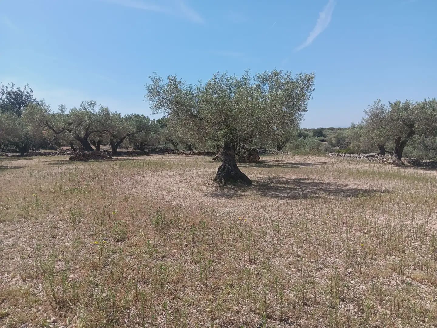 Building Plot for sale in Camarles - € 44,000 (Ref: 10024533)