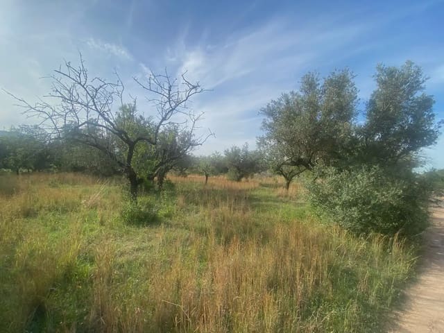 Building Plot for sale in Els Reguers, Tortosa - € 25,000 (Ref: 10024534)