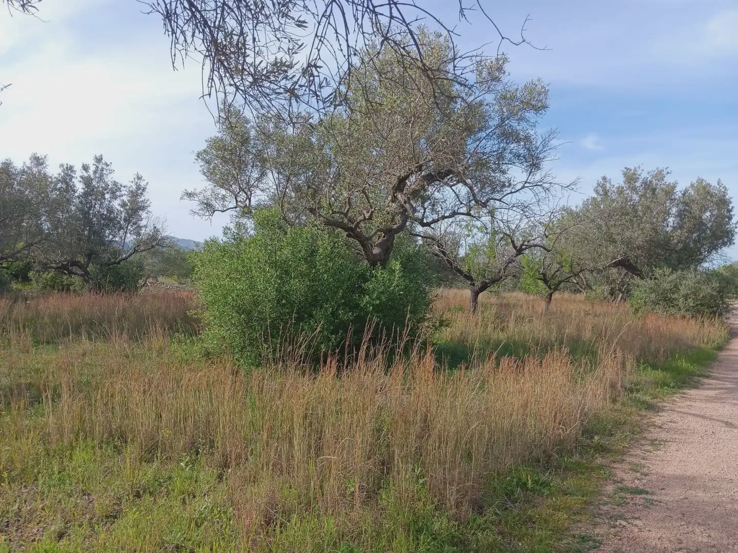 Building Plot for sale in Tortosa - € 25,000 (Ref: 10024534)