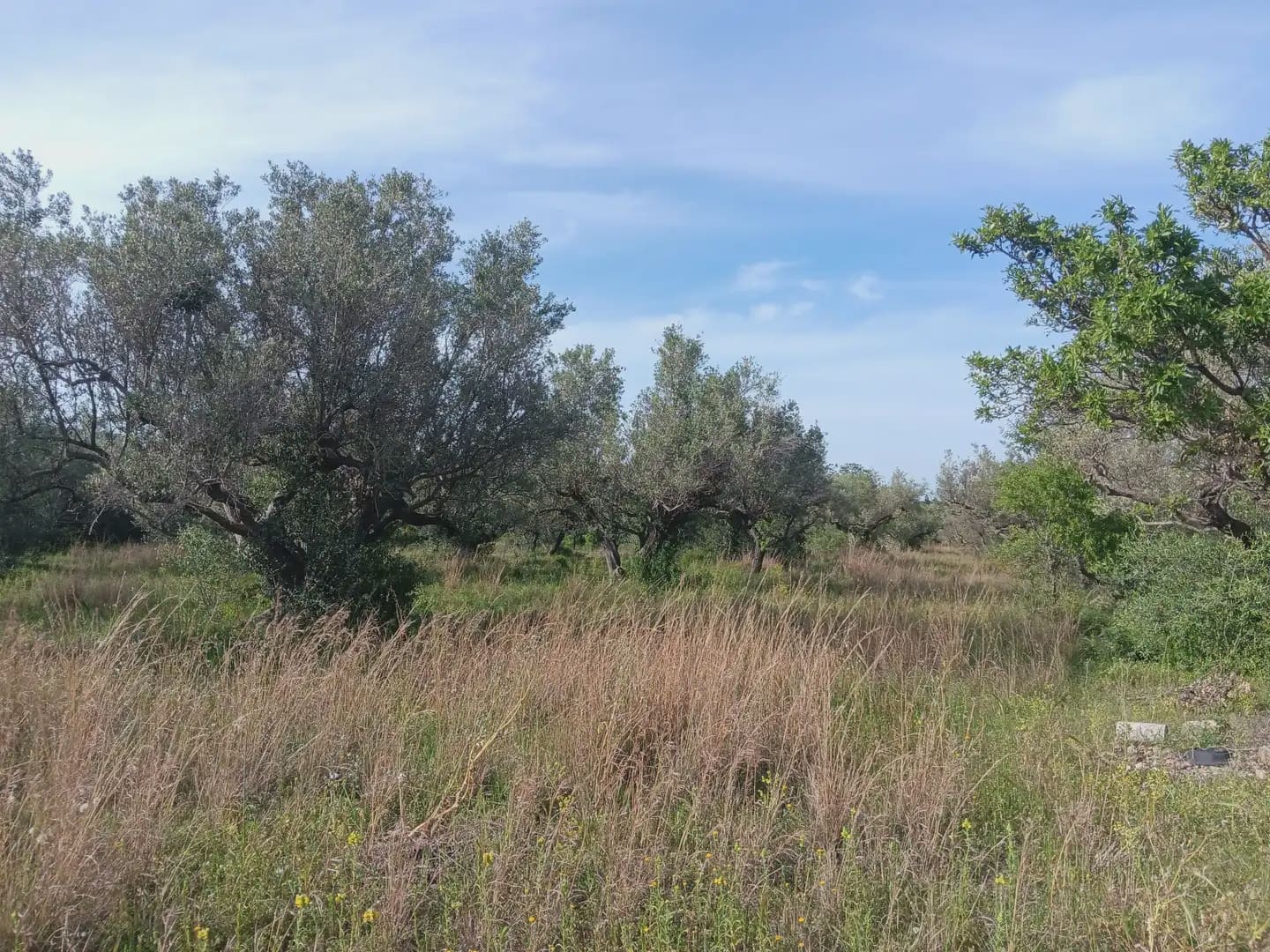 Building Plot for sale in Tortosa - € 25,000 (Ref: 10024534)