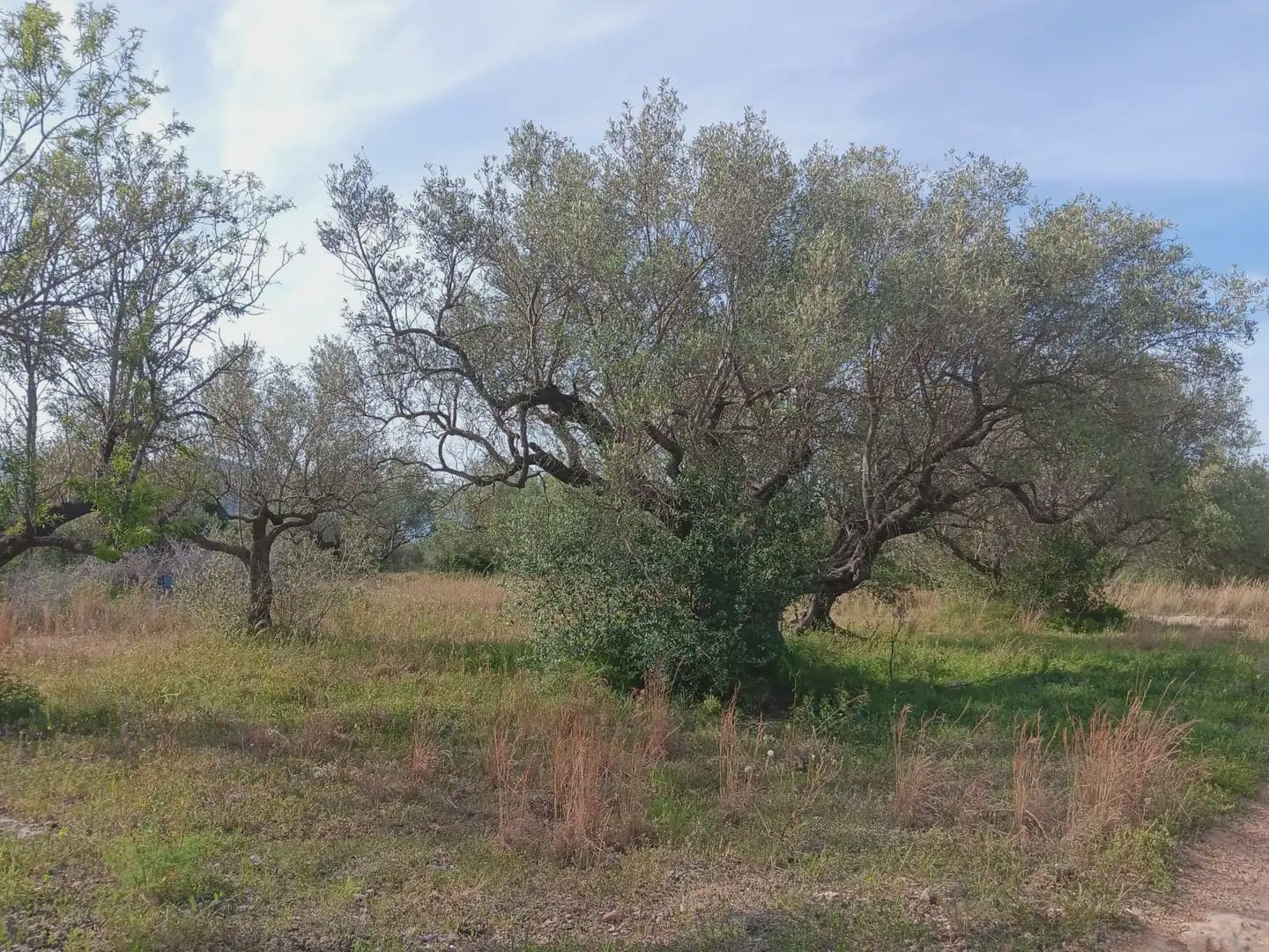 Building Plot for sale in Tortosa - € 25,000 (Ref: 10024534)