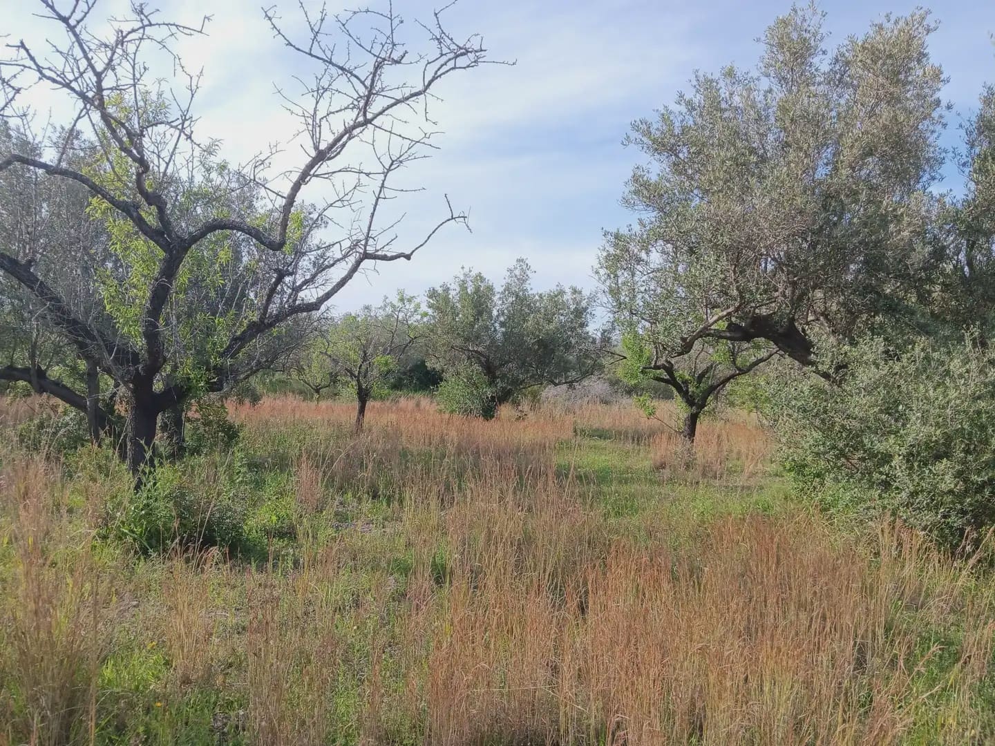 Building Plot for sale in Tortosa - € 25,000 (Ref: 10024534)