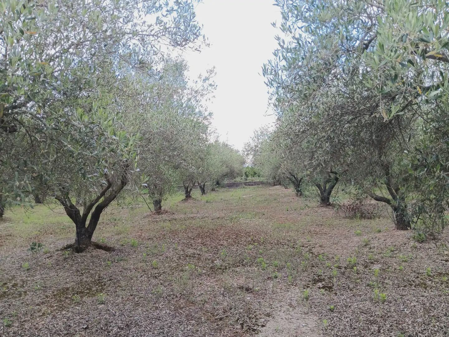 3 chambre Finca/Maison de Campagne à vendre à Tortosa avec garage - 249 000 € (Ref: 10024535)