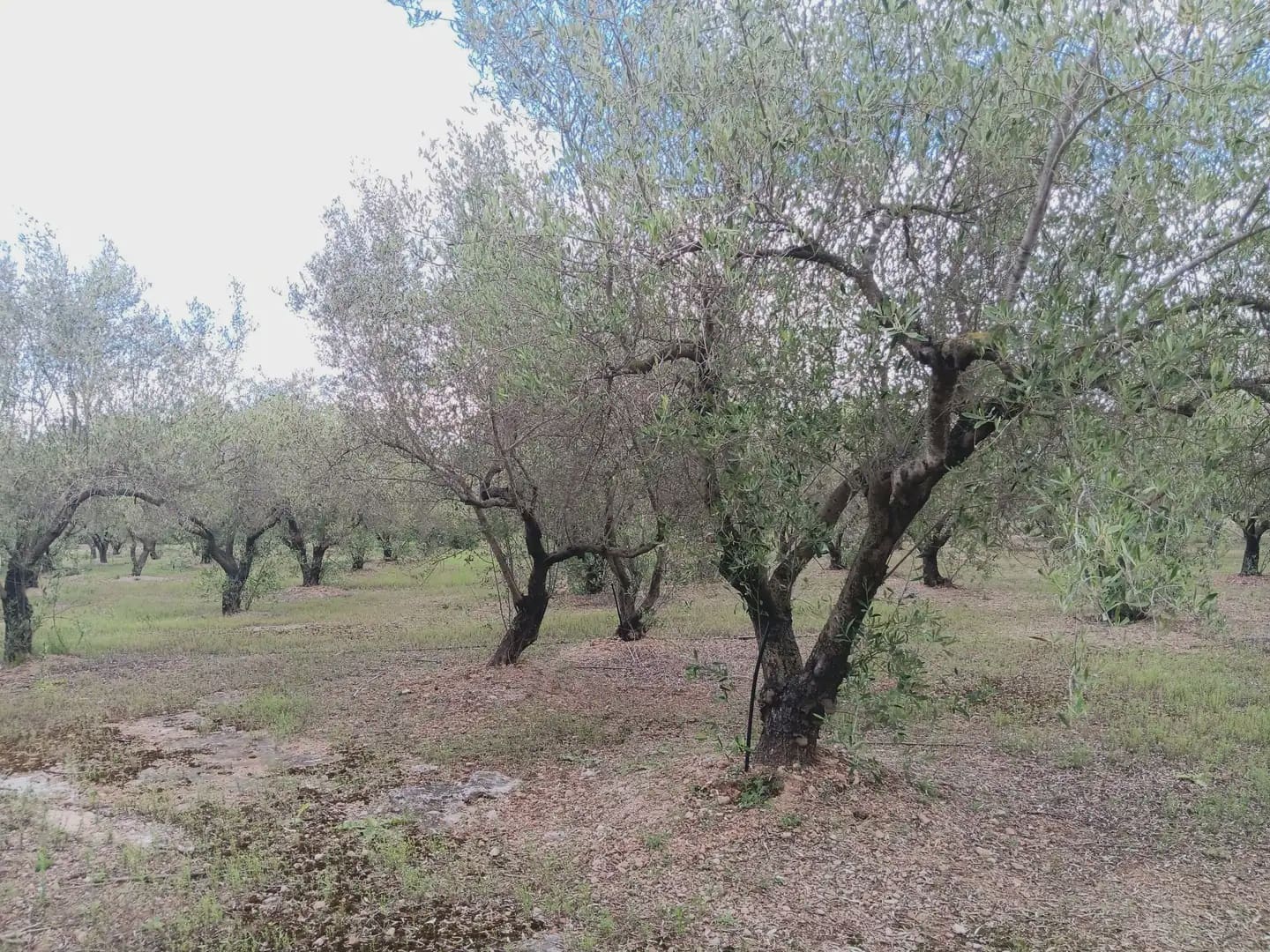 3 chambre Finca/Maison de Campagne à vendre à Tortosa avec garage - 249 000 € (Ref: 10024535)