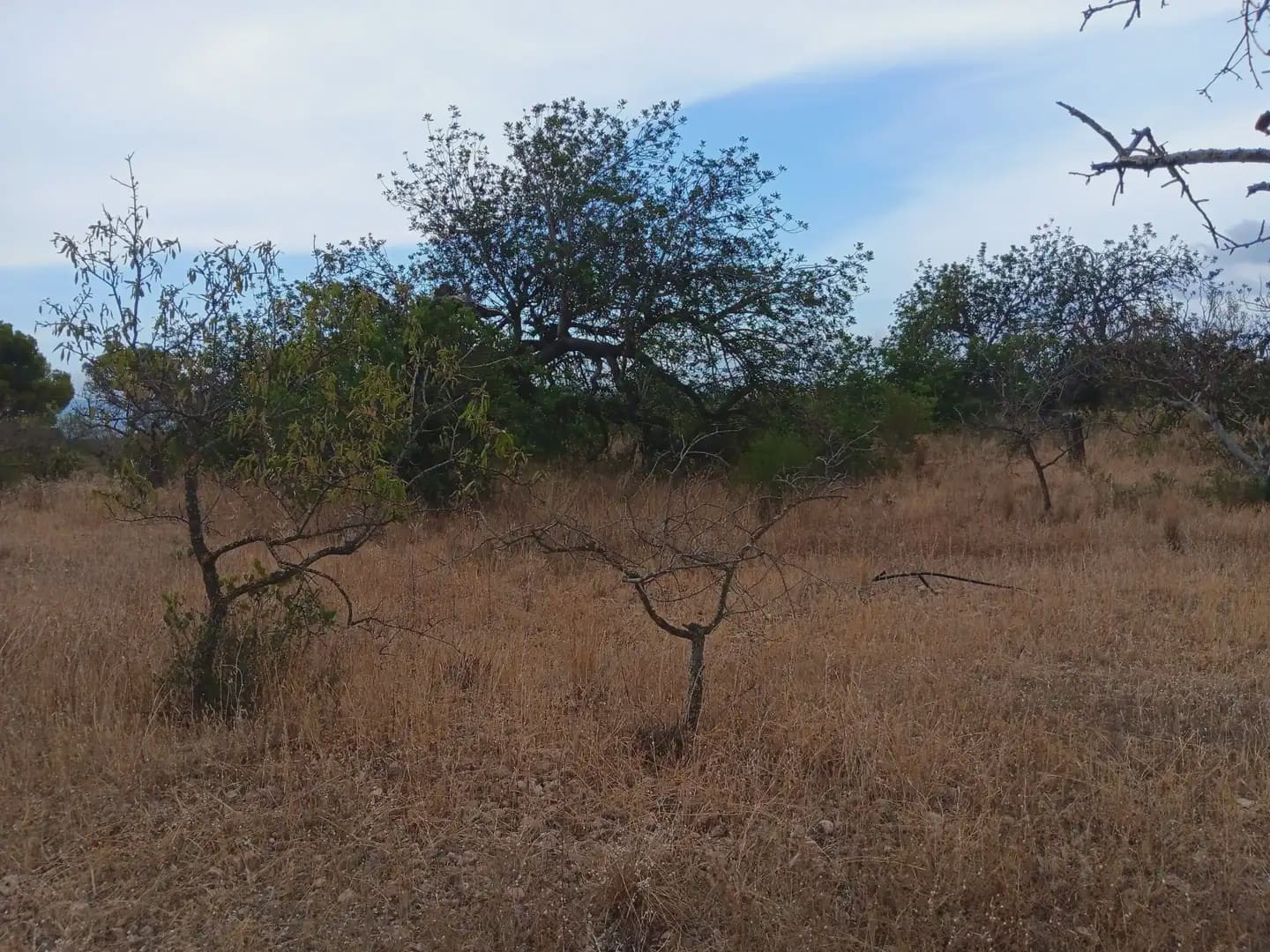 Terrain à Bâtir à vendre à Roquetes - 27 000 € (Ref: 10024537)