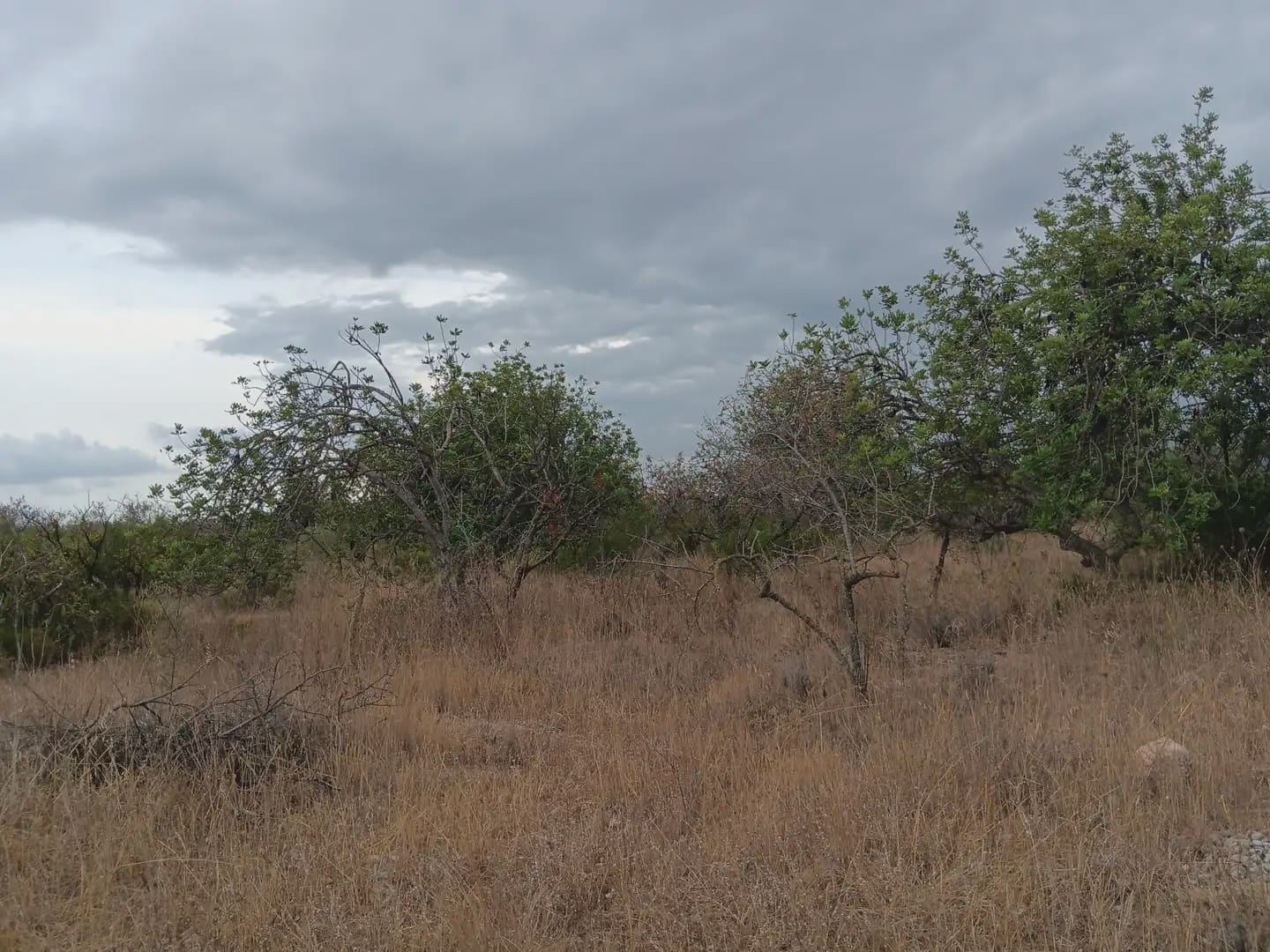 Terrain à Bâtir à vendre à Roquetes - 27 000 € (Ref: 10024537)