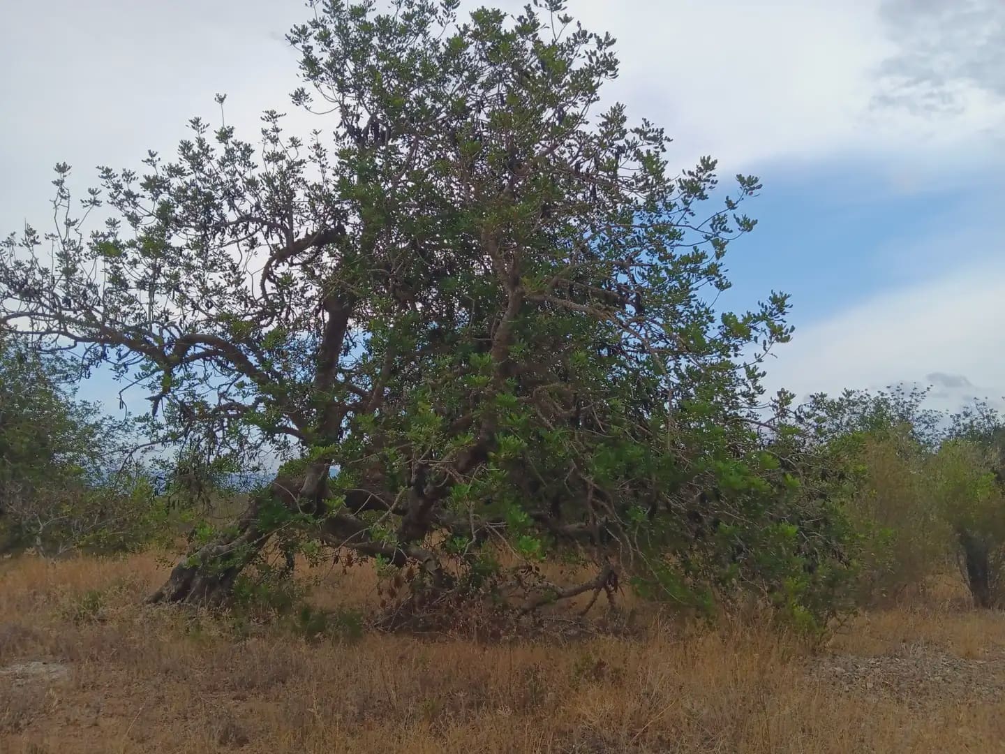 Terrain à Bâtir à vendre à Roquetes - 27 000 € (Ref: 10024537)