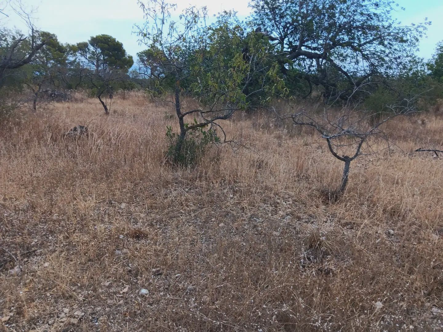 Terrain à Bâtir à vendre à Roquetes - 27 000 € (Ref: 10024537)