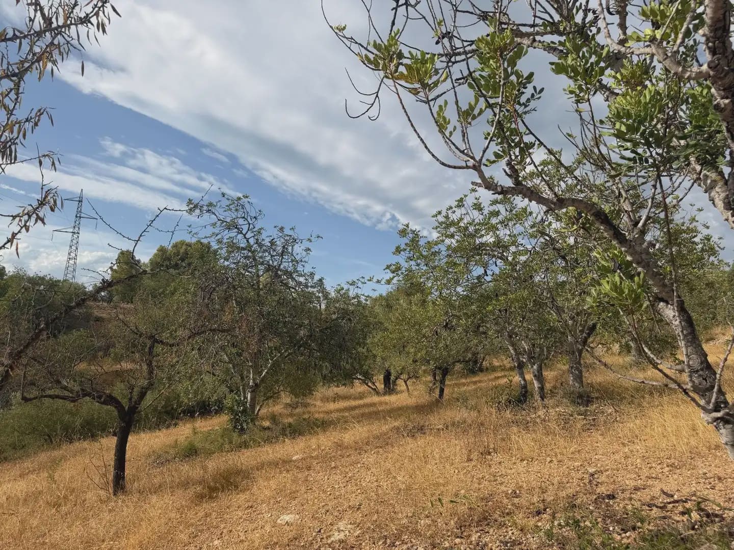 Terrain à Bâtir à vendre à Tortosa - 34 000 € (Ref: 10034839)