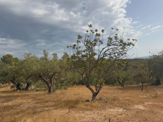Terrain à Bâtir à vendre à Bitem, Tortosa - 34 000 € (Ref: 10034839)