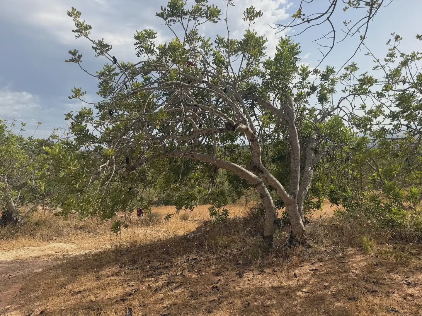 Terrain à Bâtir à vendre à Tortosa - 34 000 € (Ref: 10034839)