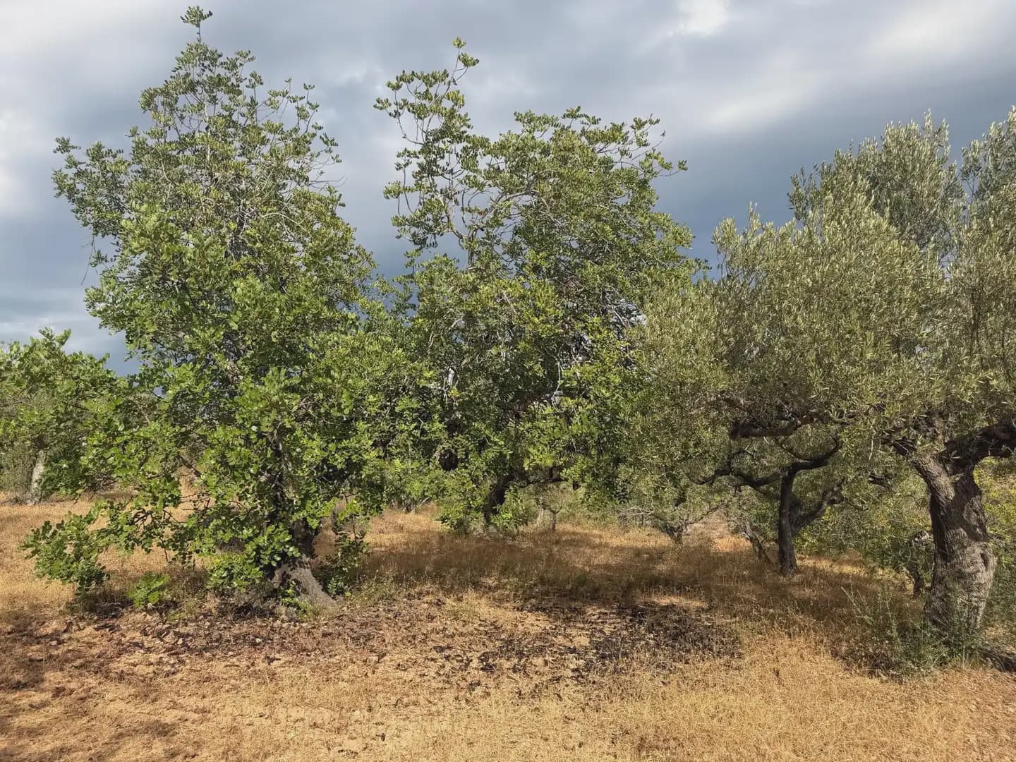 Terrain à Bâtir à vendre à Tortosa - 34 000 € (Ref: 10034839)