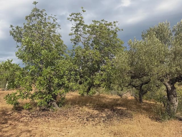 Terrain à Bâtir à vendre à Bitem, Tortosa - 34 000 € (Ref: 10034839)