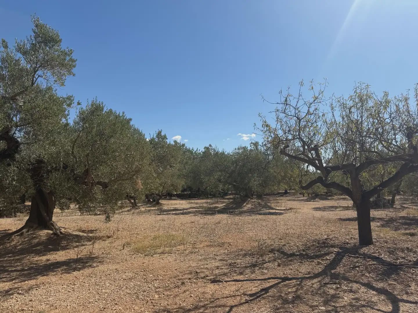 Bauplatz zu verkaufen in Roquetes - 73.000 € (Ref: 10090082)
