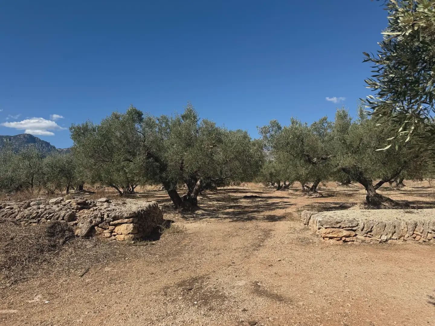 Bauplatz zu verkaufen in Roquetes - 73.000 € (Ref: 10090082)