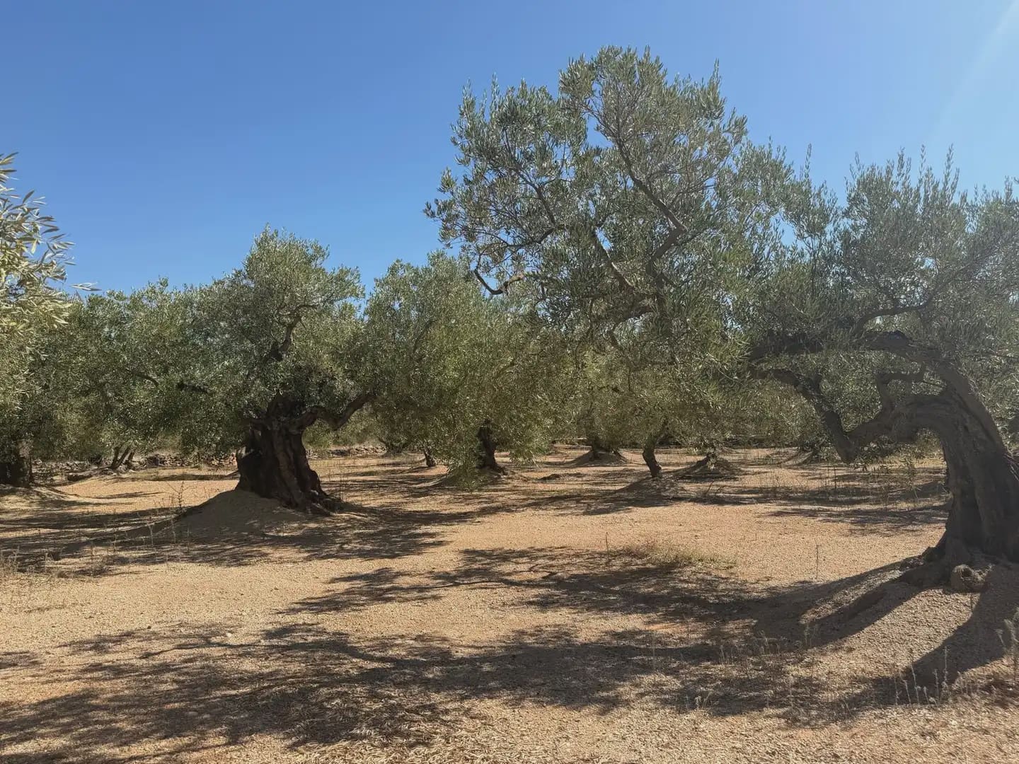 Bauplatz zu verkaufen in Roquetes - 73.000 € (Ref: 10090082)