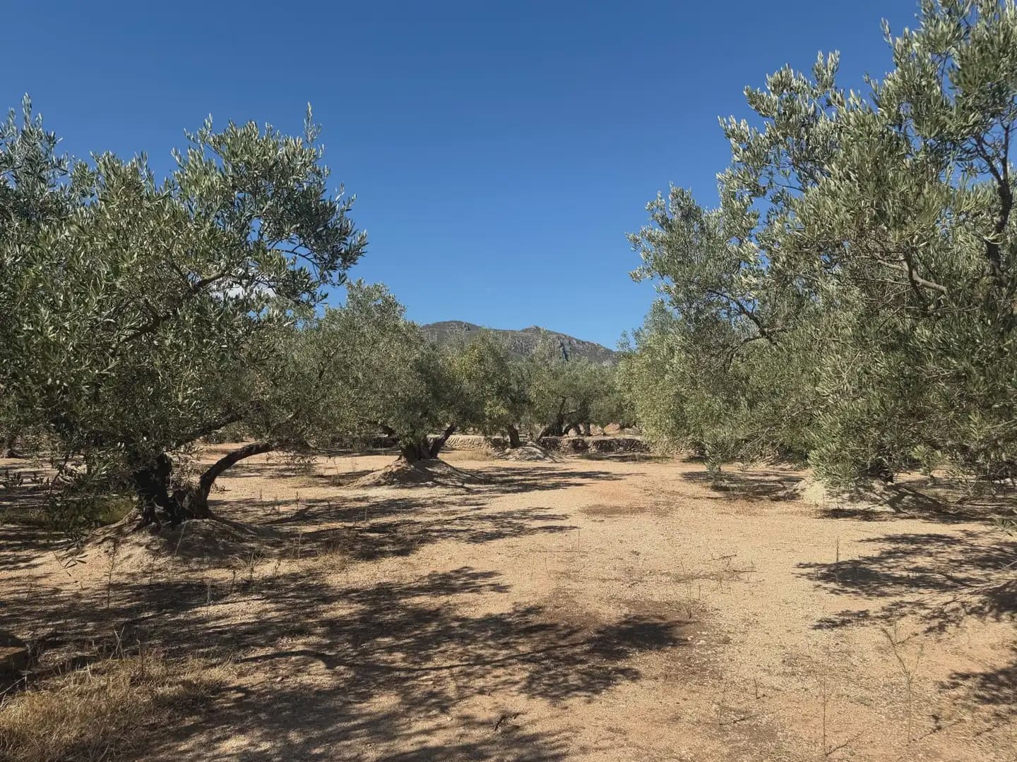 Bauplatz zu verkaufen in Roquetes - 73.000 € (Ref: 10090082)