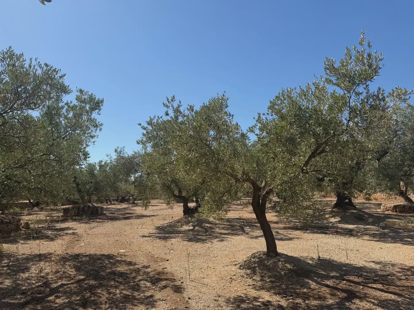Bauplatz zu verkaufen in Roquetes - 73.000 € (Ref: 10090082)