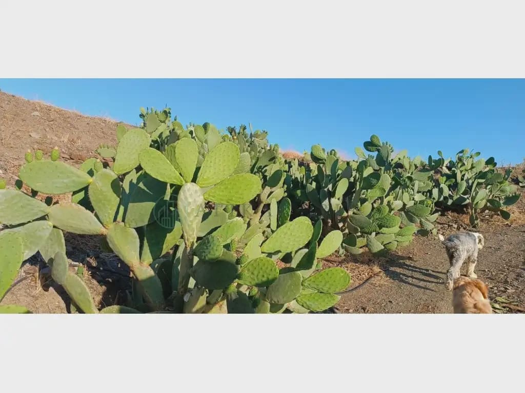 Finca/Maison de Campagne à vendre à Benamargosa - 225 000 € (Ref: 10042346)