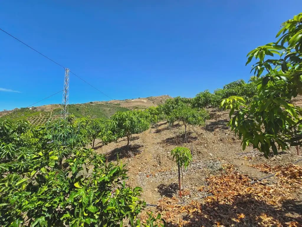 Finca/Maison de Campagne à vendre à Benamargosa - 225 000 € (Ref: 10042346)