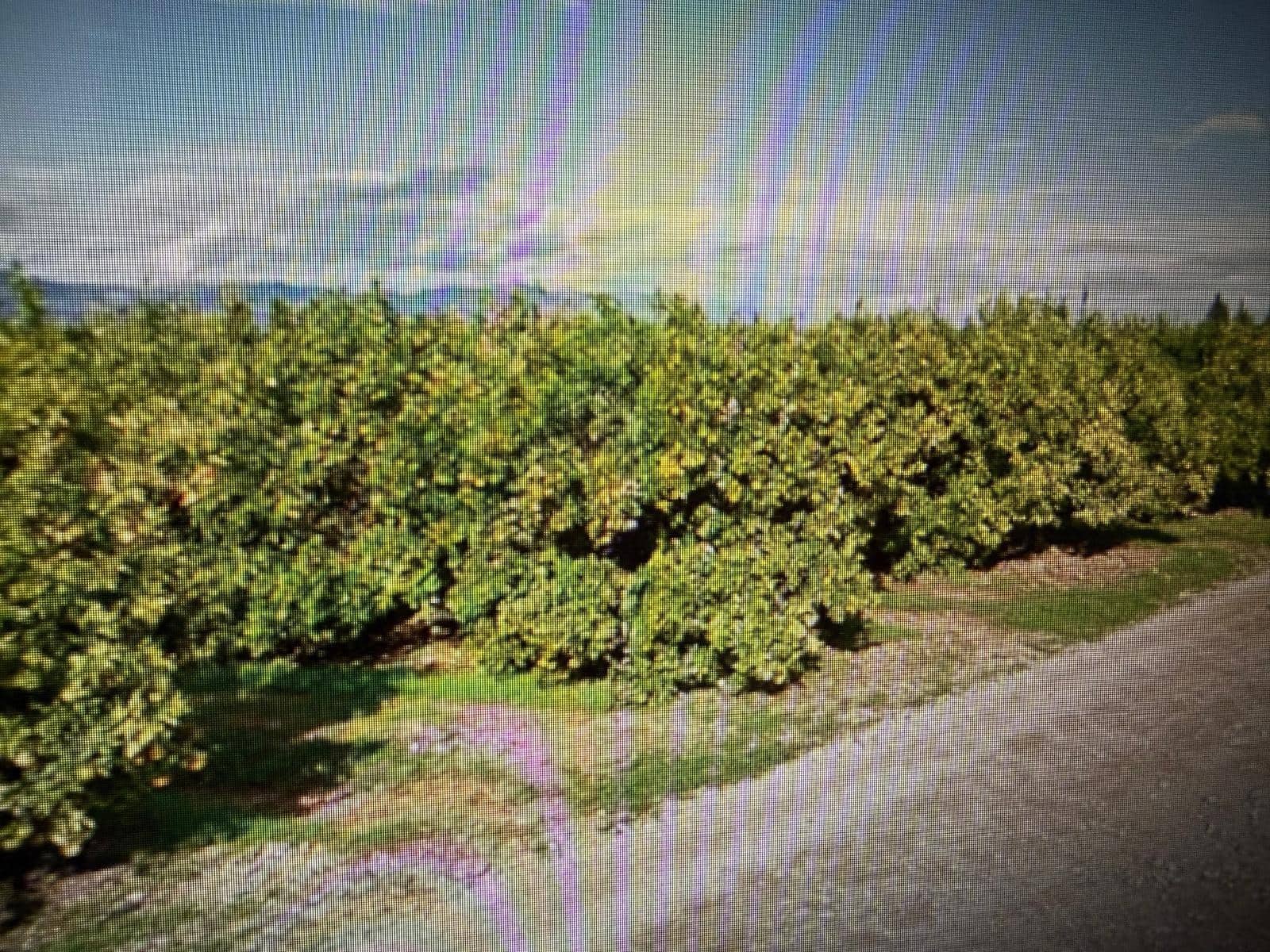 Undeveloped Land for sale in Traiguera - € 363,000 (Ref: 10180669)