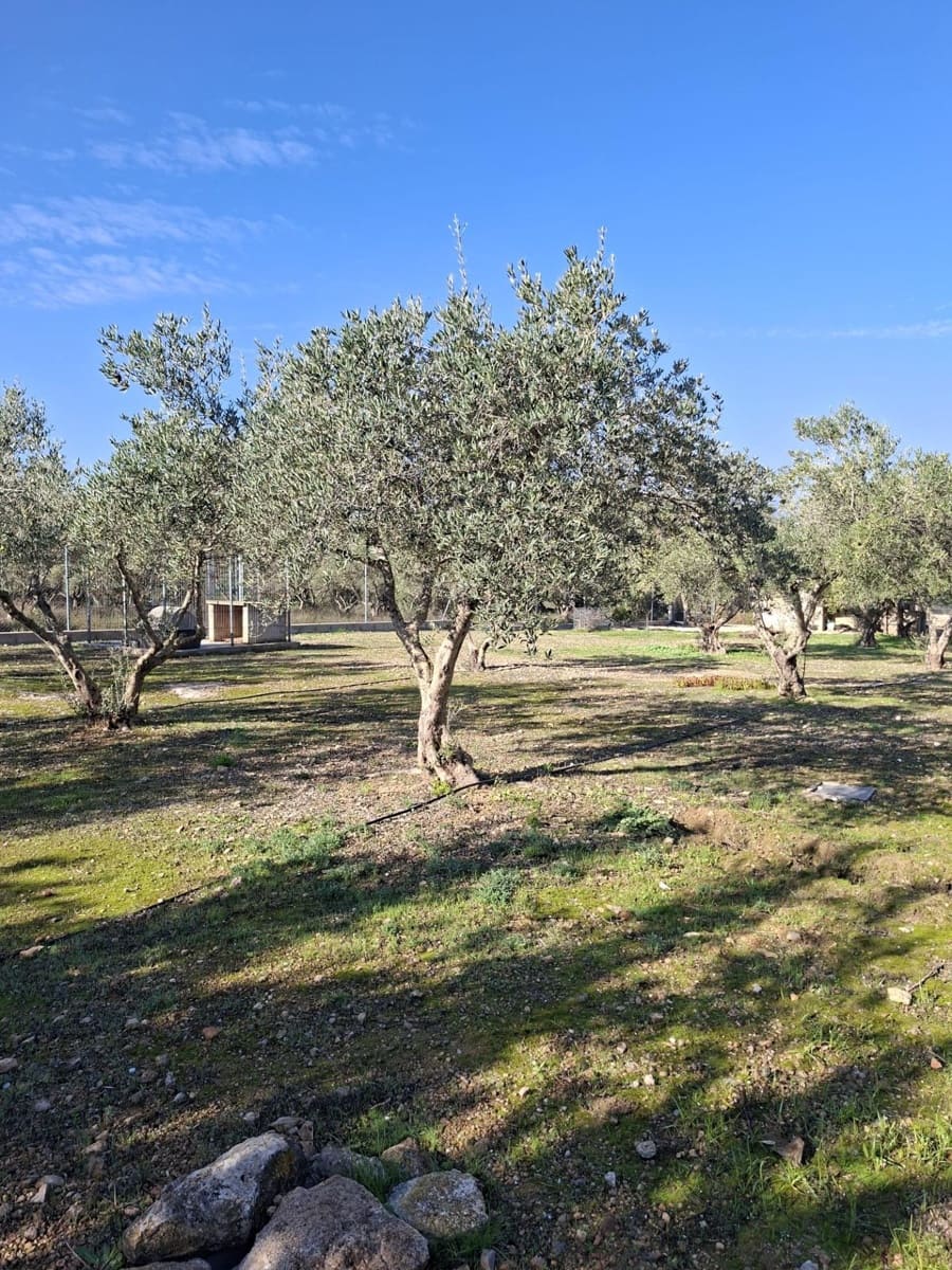 4 soveværelse Finca/Landehus til salg i Santa Barbara med swimmingpool - € 360.000 (Ref: 10183188)