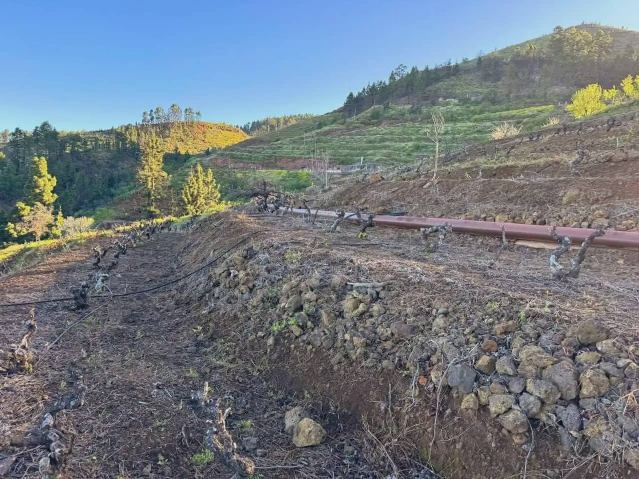 Terre non Aménagée à vendre à Tijarafe - 98 000 € (Ref: 10045329)