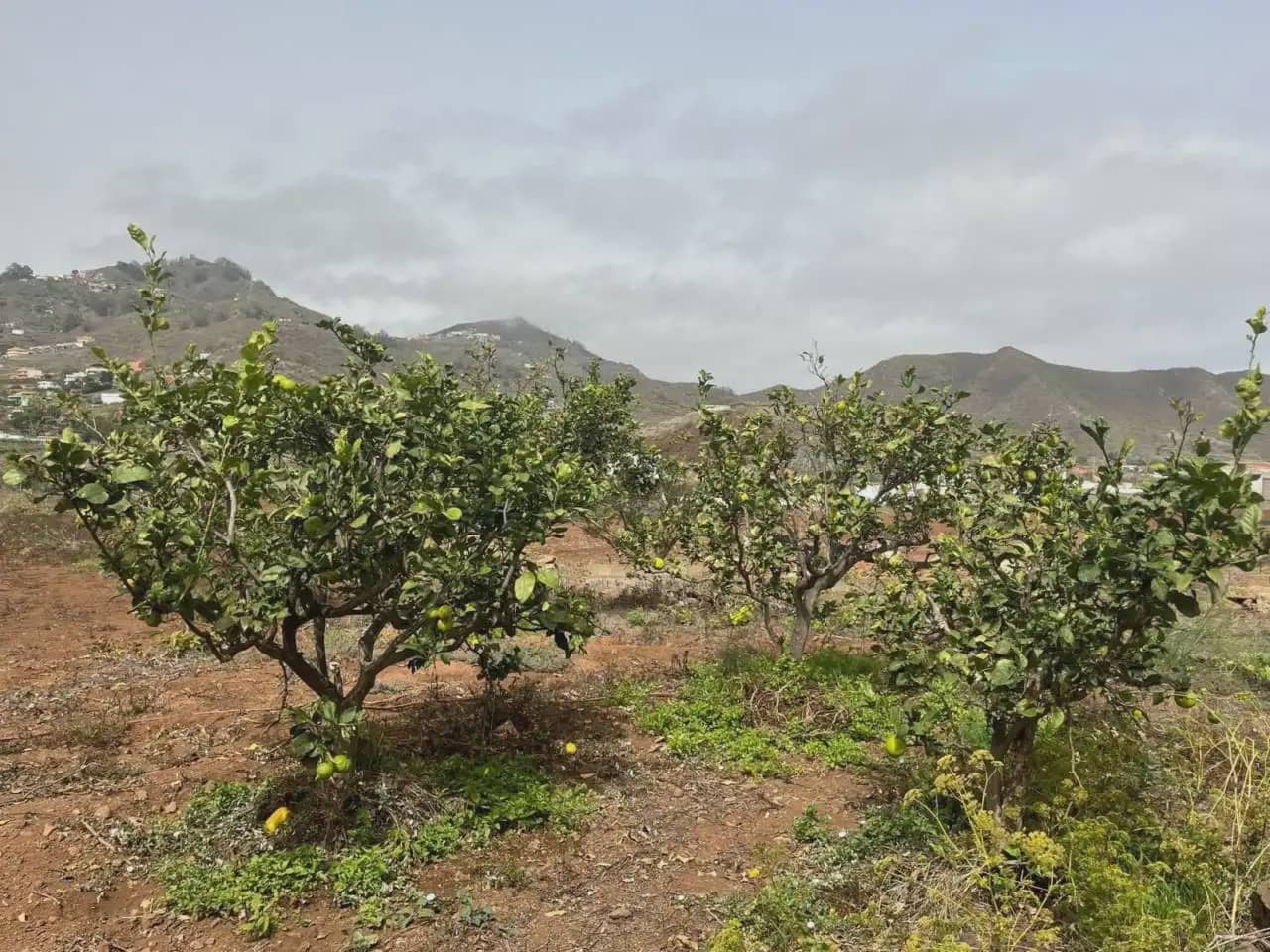 5 soverom Finca/Herregård til salgs i Tegueste - € 1 900 000 (Ref: 10045334)