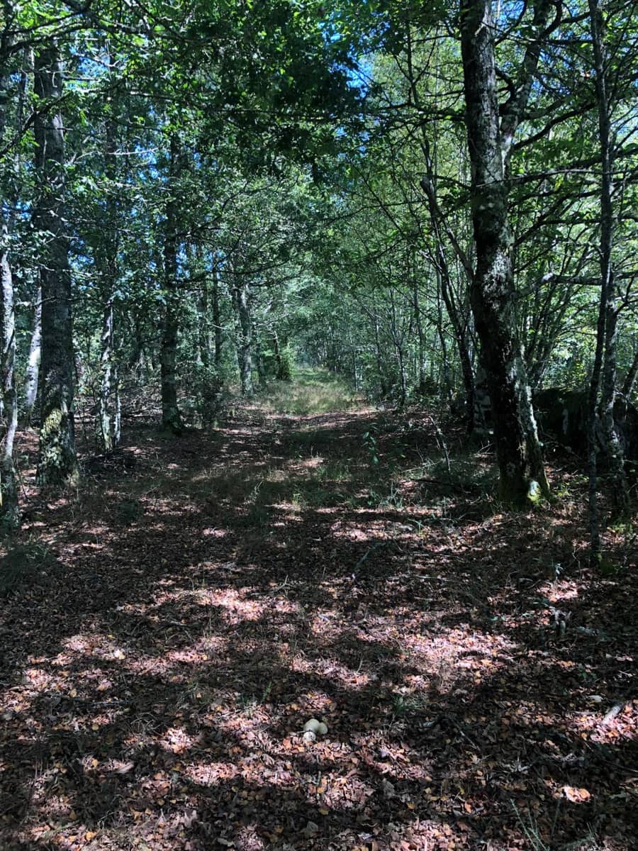 Finca/Landgut zu verkaufen in Guitiriz - 280.000 € (Ref: 10057629)