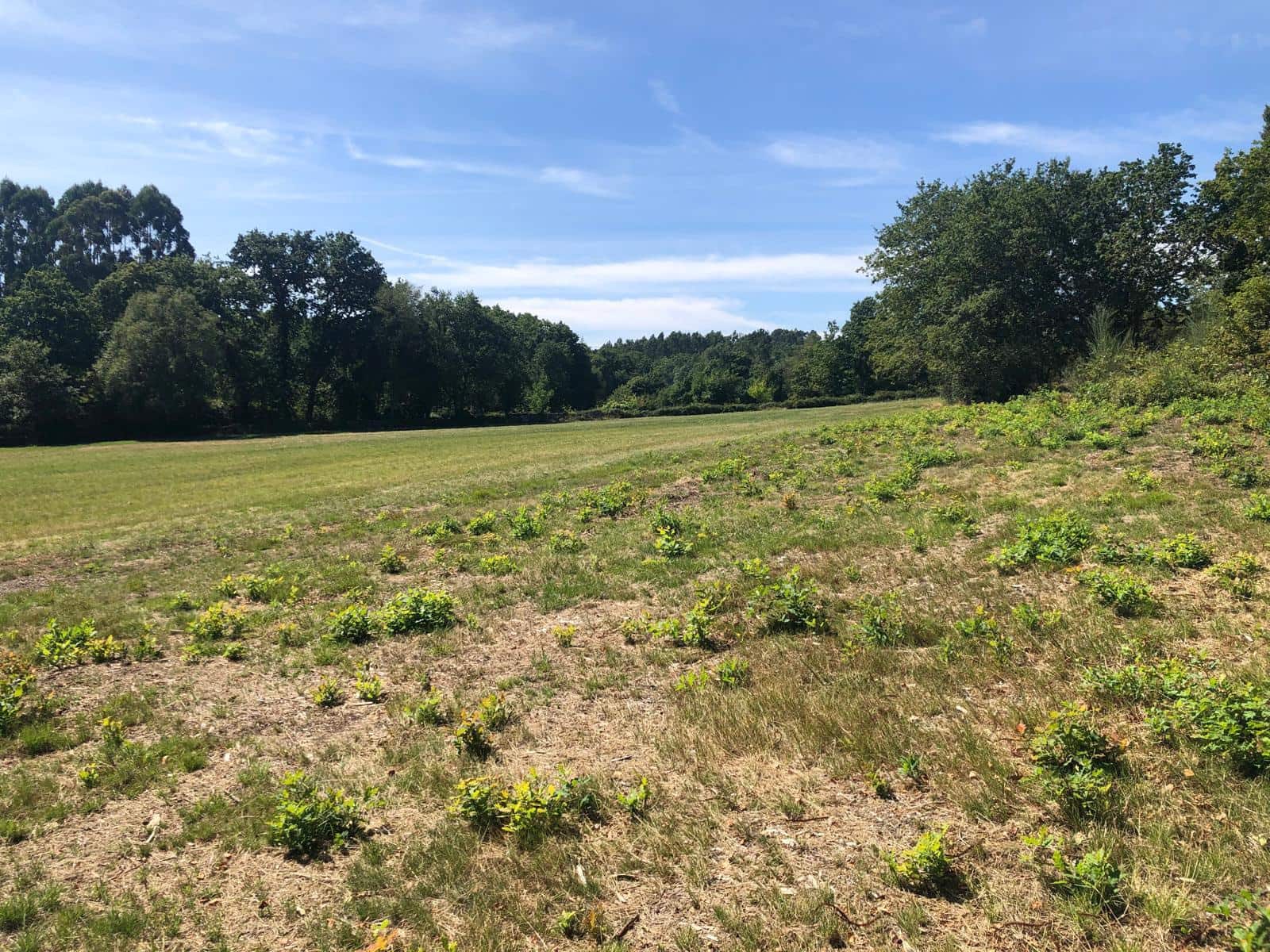 Finca/Landgut zu verkaufen in Guitiriz - 280.000 € (Ref: 10057629)