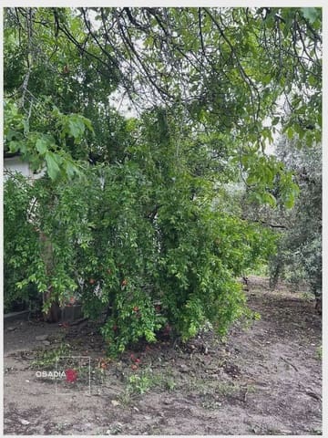 Terre non Aménagée à vendre à Monachil - 105 900 € (Ref: 10100627)