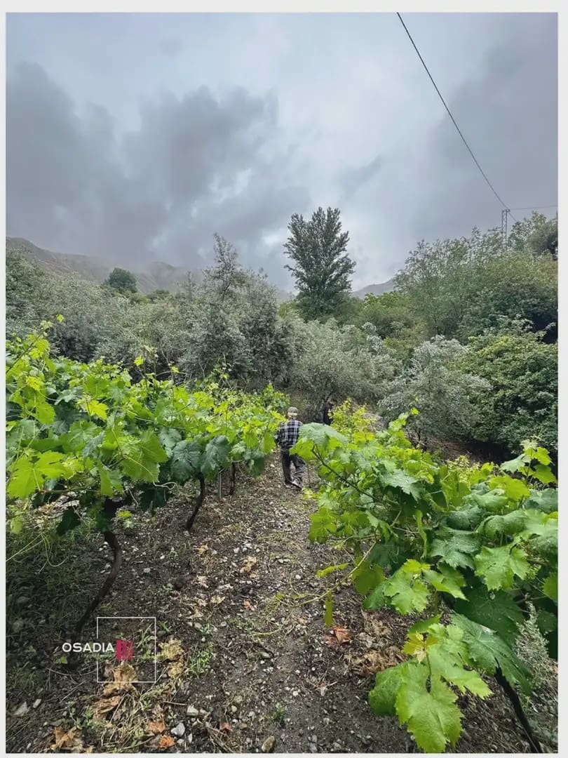 Terre non Aménagée à vendre à Monachil - 105 900 € (Ref: 10100627)