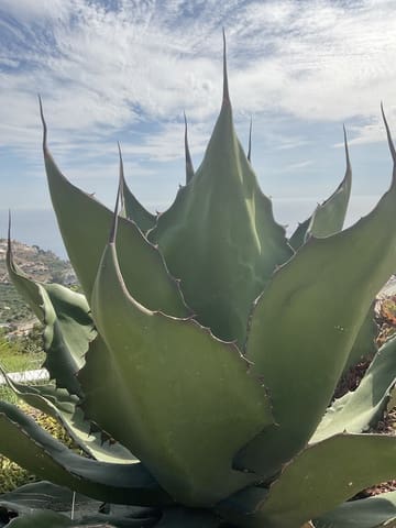 Finca/Casa Rural de 5 habitaciones en Almuñécar en venta con garaje - 595.000 € (Ref: 10093810)