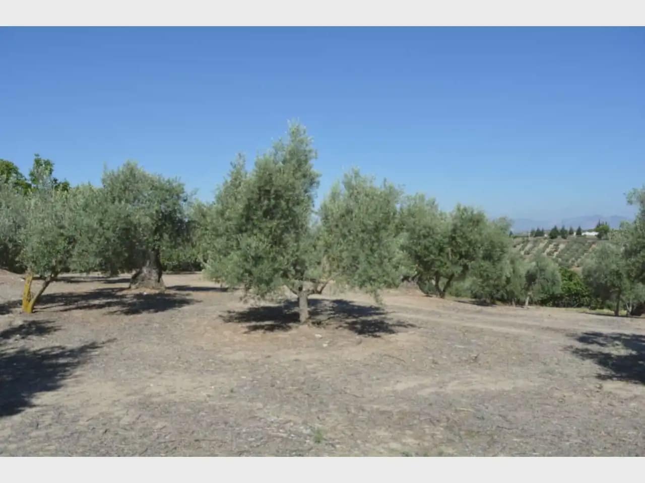Terre non Aménagée à vendre à Alfacar - 19 900 € (Ref: 10165261)