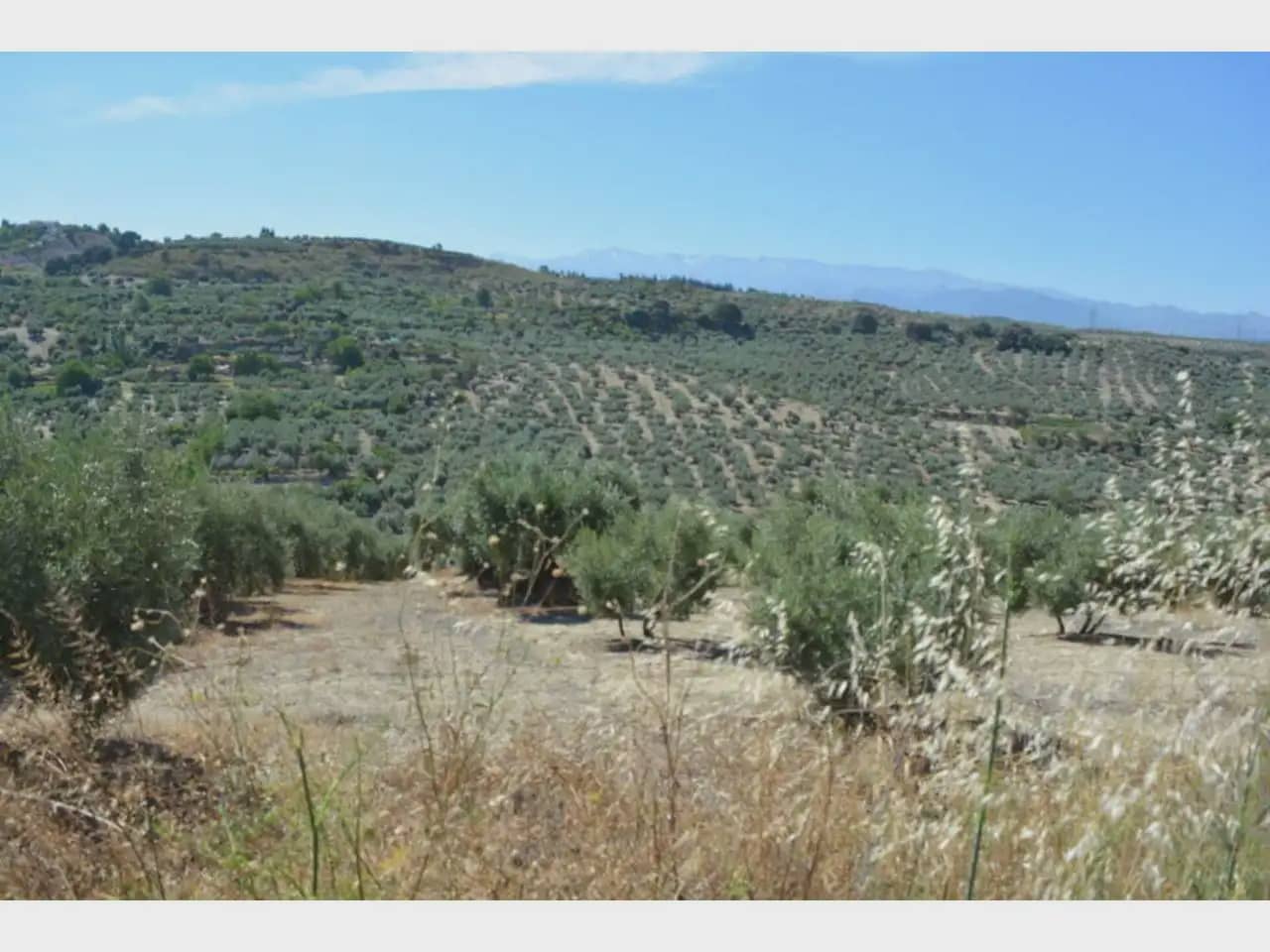 Terre non Aménagée à vendre à Alfacar - 24 900 € (Ref: 10165269)