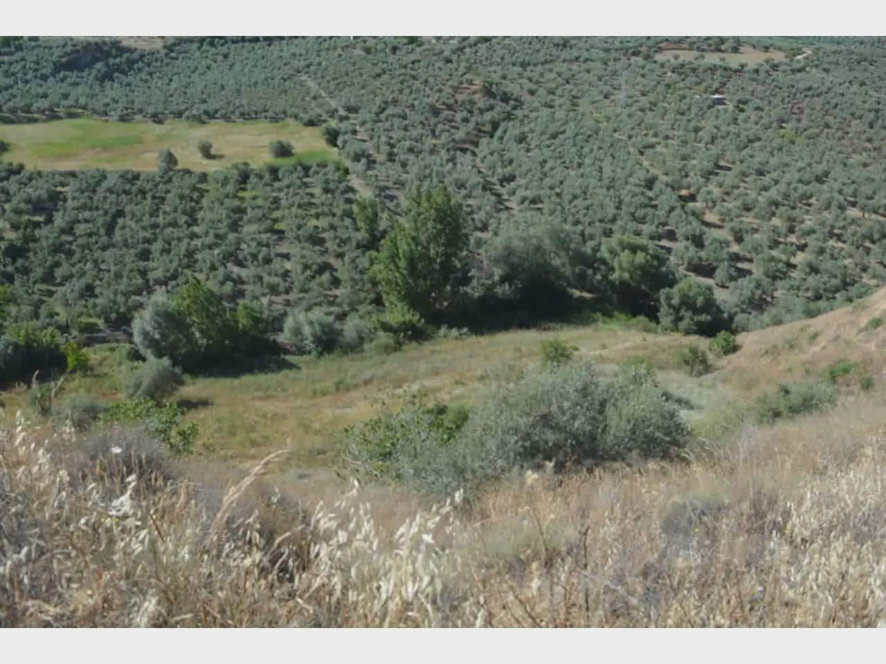 Terre non Aménagée à vendre à Alfacar - 24 900 € (Ref: 10165269)