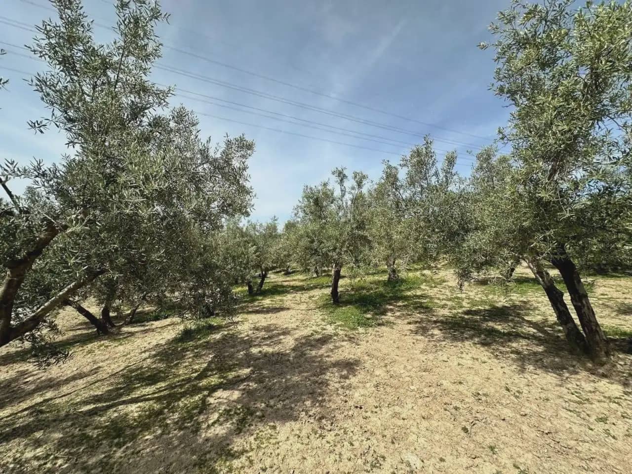 Terre non Aménagée à vendre à Alfacar - 89 900 € (Ref: 10165280)