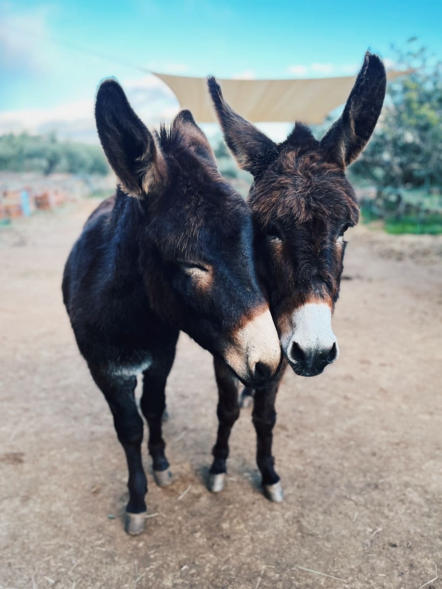 5 sypialnia Finka/Dom wiejski na sprzedaż w L'Ametlla de Mar z garażem - 460 000 € (Ref: 10184088)