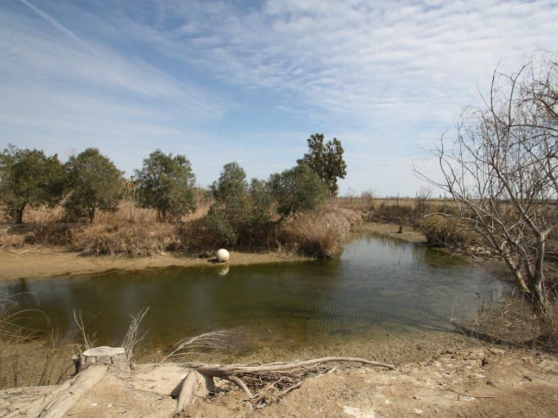 Kommersiell til salgs i Deltebre - € 300 000 (Ref: 8567380)