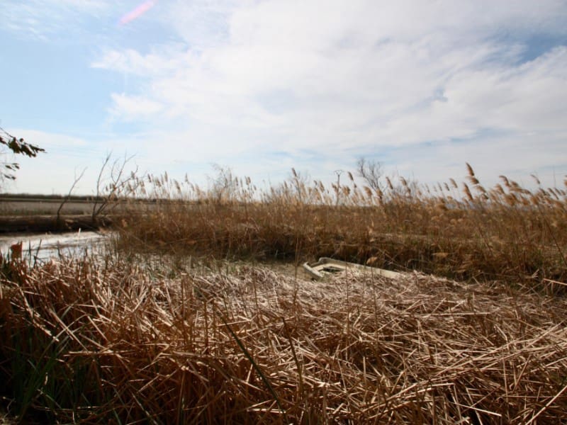 Kommersiell til salgs i Deltebre - € 300 000 (Ref: 8567380)