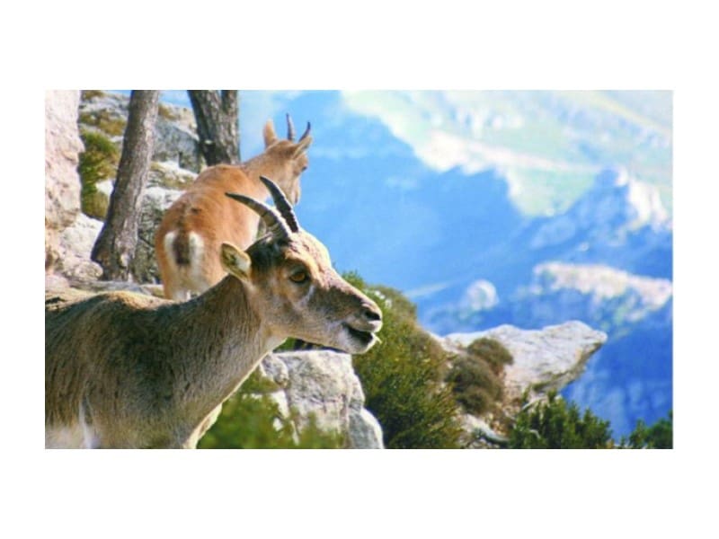 Træhus til salg i Alfara de Carles - € 179.000 (Ref: 8567381)