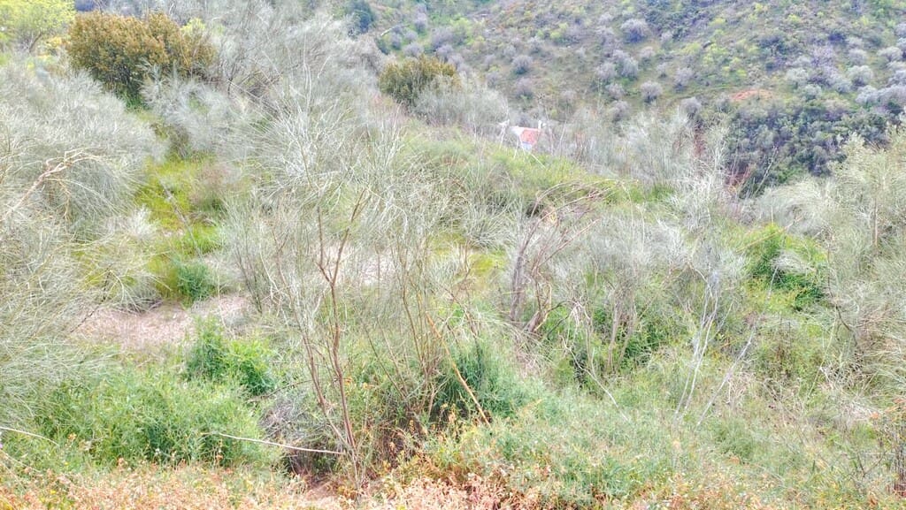 Grunde uden byggetilladelser til salg i Comares - € 25.000 (Ref: 1968384)